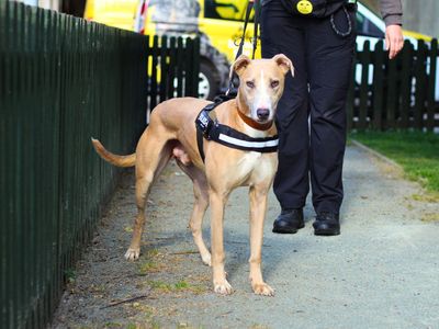 Frank | Lurcher | Manchester - 2