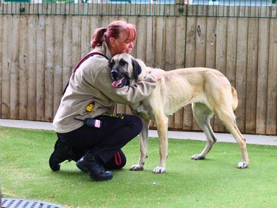 Alara | Turkish Kangal Dog | Manchester - 5