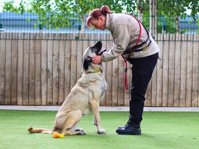 Alara | Turkish Kangal Dog | Manchester - 3