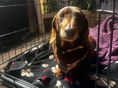 Bentley | Dachshund (Miniature Smooth Haired) | Loughborough - 3