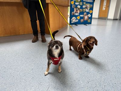 Abel | Chihuahua (Smooth Coat) | Loughborough - 2
