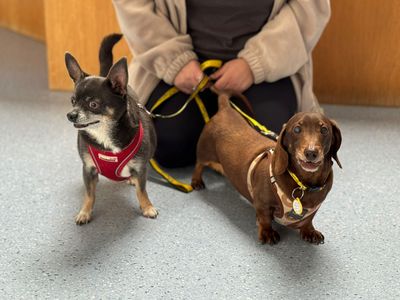Abel | Chihuahua (Smooth Coat) | Loughborough - 3