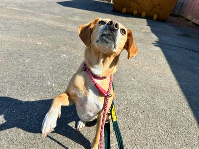 Gigi | Terrier (Jack Russell) Cross | Salisbury (Wiltshire) - 3