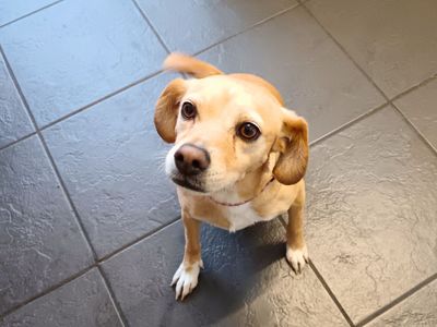Gigi | Terrier (Jack Russell) Cross | Salisbury (Wiltshire) - 5
