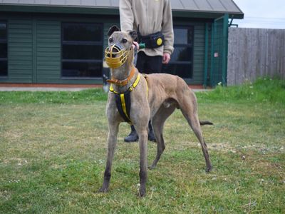 Flyer | Greyhound | Harefield West London - 3