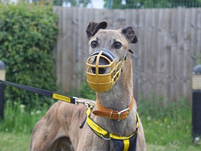 Flyer | Greyhound | Harefield West London - 1