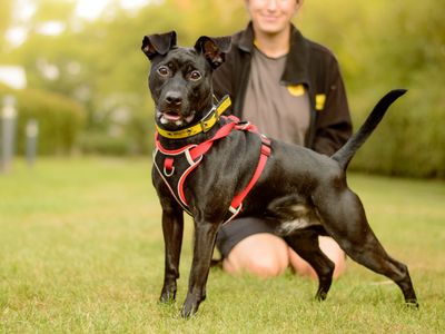 Jasper | Terrier (Patterdale) Cross | Kenilworth (West Midlands) - 5