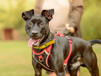 Jasper | Terrier (Patterdale) Cross | Kenilworth (West Midlands) - 3