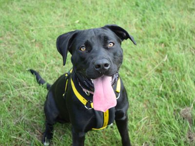 Twinkle | Retriever (Labrador) Cross | Harefield West London - 3