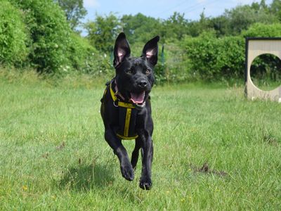Twinkle | Retriever (Labrador) | Harefield West London