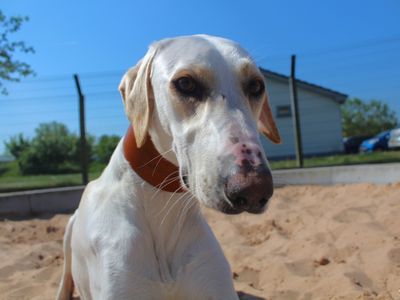 Tamir | Lurcher | Evesham (Worcestershire) - 3