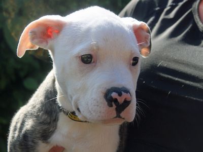 Bailey | American Bulldog | Merseyside (Liverpool) - 3