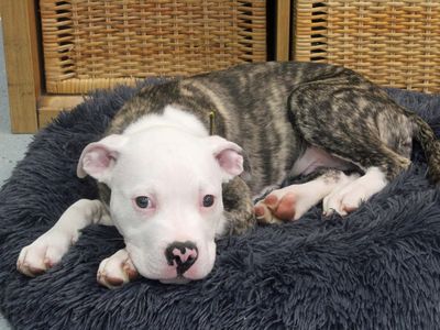 Bailey | American Bulldog | Merseyside (Liverpool) - 2