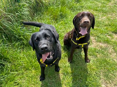 Oscar and Charlie | Retriever (Labrador) | Shoreham (Sussex)