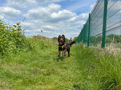 Oscar and Charlie | Retriever (Labrador) | Shoreham (Sussex) - 3