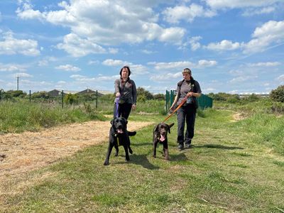 Oscar and Charlie | Retriever (Labrador) | Shoreham (Sussex) - 5