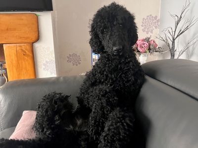 Barnabee | Poodle (Standard) | Shrewsbury (Shropshire) - 5