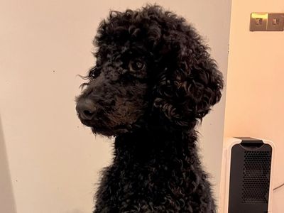Barnabee | Poodle (Standard) | Shrewsbury (Shropshire) - 3