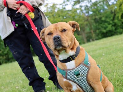 Maggie and Rocky | Retriever (Labrador) Cross | Darlington - 3