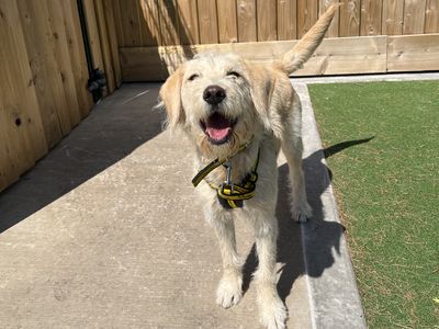 Clover | Retriever (Labrador) Cross | Ballymena (Northern Ireland) - 2