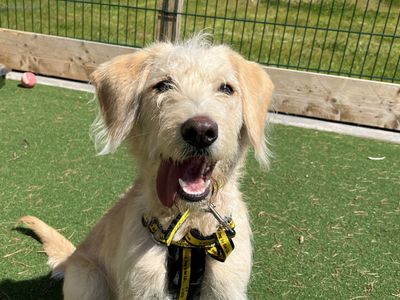 Clover | Retriever (Labrador) Cross | Ballymena (Northern Ireland) - 3