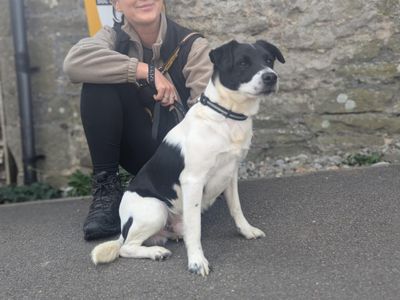 Spyro | Terrier (Jack Russell) | Bridgend (Wales) - 5