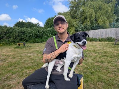 Spyro | Terrier (Jack Russell) | Bridgend (Wales) - 3
