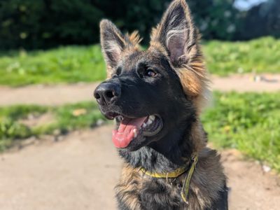Wilson | German Shepherd Dog | Bridgend (Wales) - 3