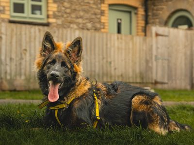 Wilson | German Shepherd Dog | Bridgend (Wales) - 3