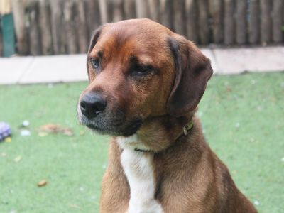 Bertie | Crossbreed | Merseyside (Liverpool) - 2