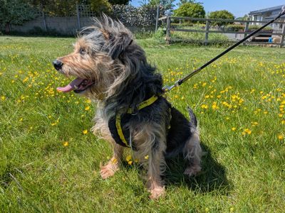 Phinneas | Crossbreed | Evesham (Worcestershire) - 2