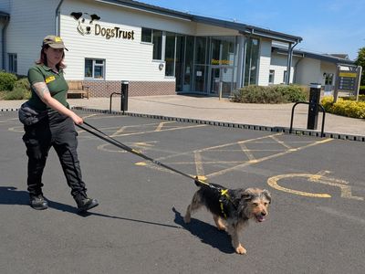 Phinneas | Crossbreed | Evesham (Worcestershire) - 3