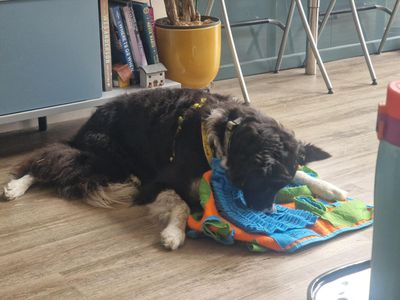 Lexi | Collie (Border) | Manchester - 3