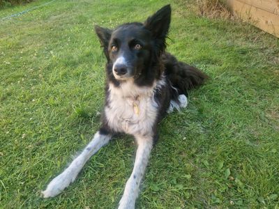 Lexi | Collie (Border) | Manchester - 5