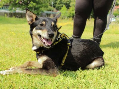 Stella | Collie (Border) | Newbury (Berkshire) - 3