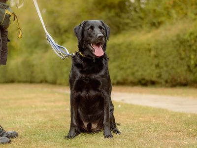 Jenson | Retriever (Labrador) Cross | Kenilworth (West Midlands) - 1