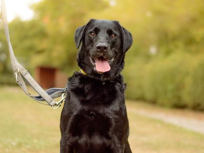 Jenson | Retriever (Labrador) Cross | Kenilworth (West Midlands) - 3