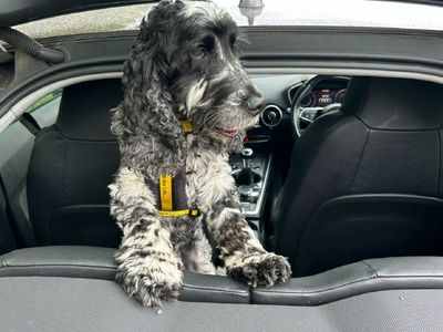 Dexter | Spaniel (Cocker) | Loughborough - 3