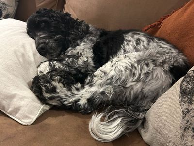 Dexter | Spaniel (Cocker) | Loughborough - 2