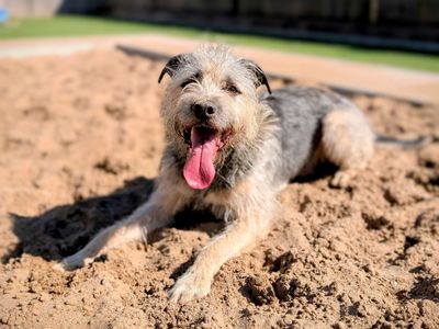 Milo (Homestay) | Deerhound Cross | Cardiff - 5