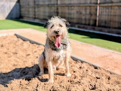 Milo (Homestay) | Deerhound Cross | Cardiff - 3