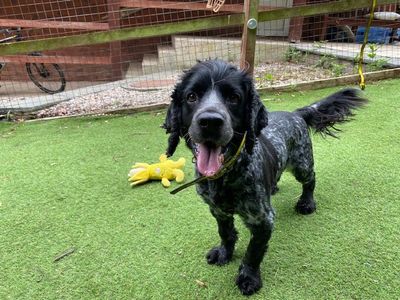 Rubble | Spaniel (Cocker) | Merseyside (Liverpool) - 3