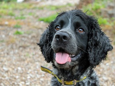 Rubble | Spaniel (Cocker) | Merseyside (Liverpool) - 1