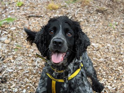 Rubble | Spaniel (Cocker) | Merseyside (Liverpool) - 3