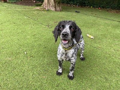 Skye | Spaniel (Cocker) | Merseyside (Liverpool) - 3