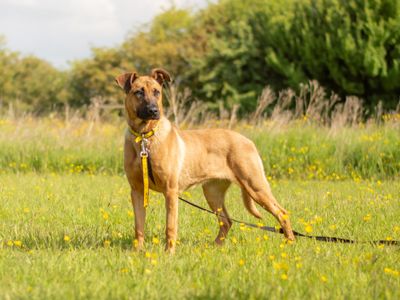 Bambi | Belgian Shepherd Dog (Malinois) | Kenilworth (West Midlands)