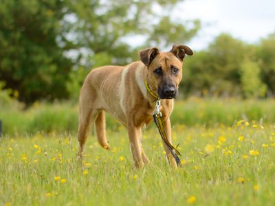 Bambi | Belgian Shepherd Dog (Malinois) Cross | Kenilworth (West Midlands) - 1