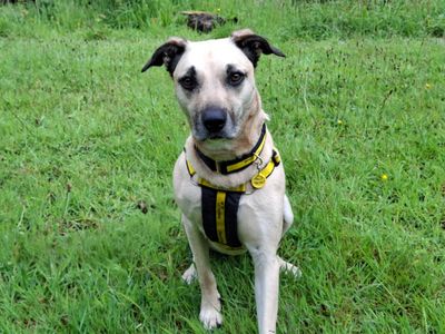 Evelyn | Crossbreed | Ilfracombe - 3