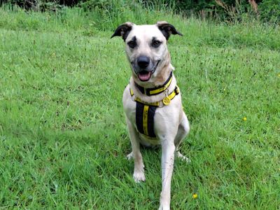 Evelyn | Crossbreed | Ilfracombe - 2