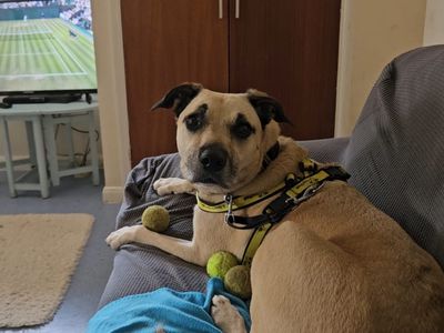 Evelyn | Crossbreed | Ilfracombe - 4